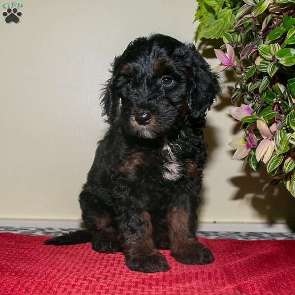 Petunia, Mini Bernedoodle Puppy